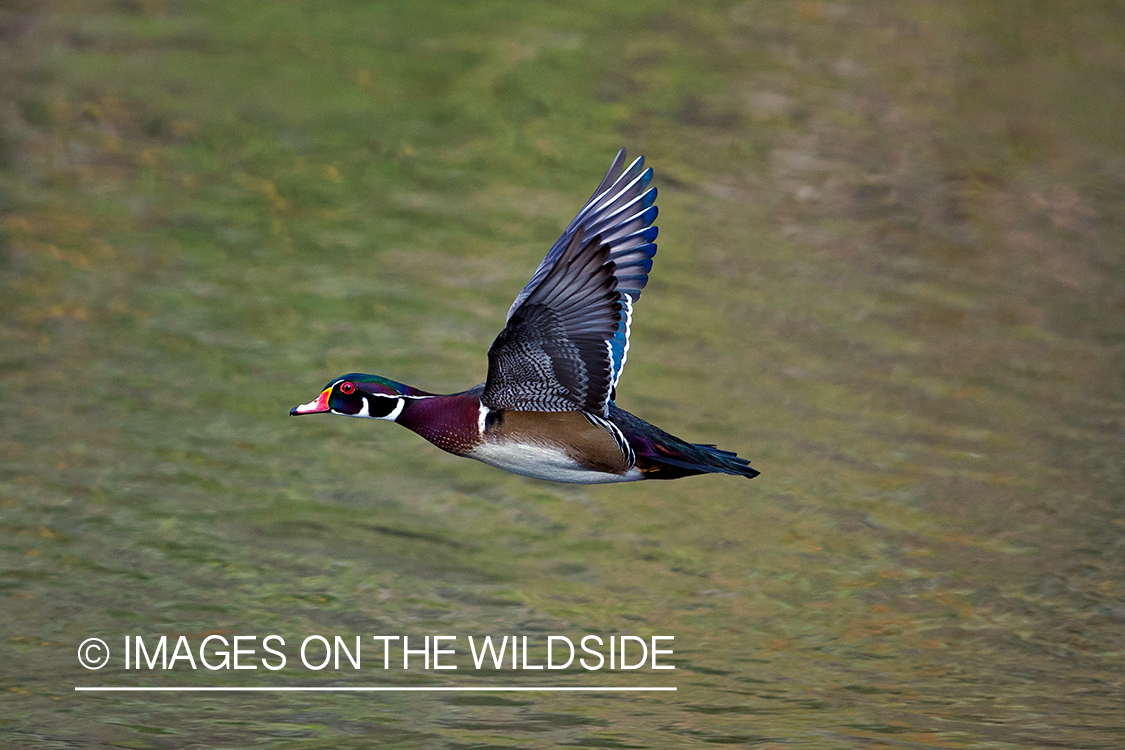 Wood duck in flight.