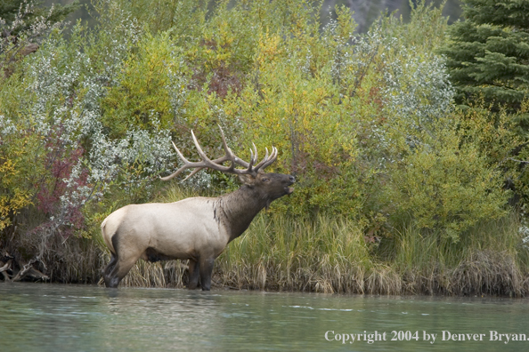 Rocky Mountain bull elk bugling.