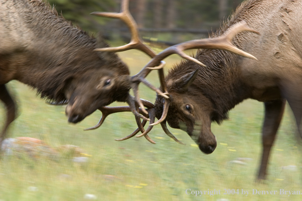 Rocky Mountain bull elk fighting.