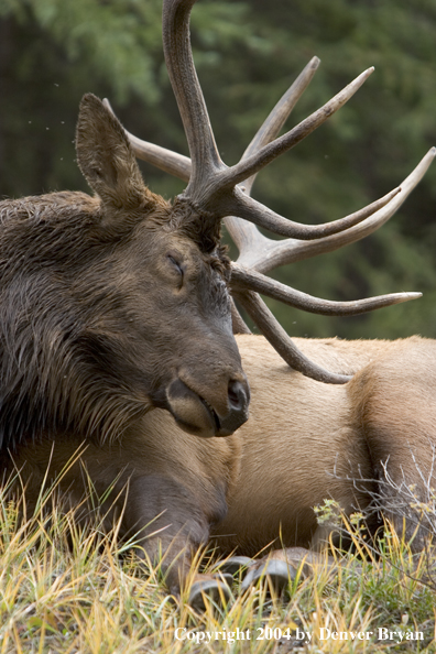 Rocky Mountain bull elk bedded (sleeping).