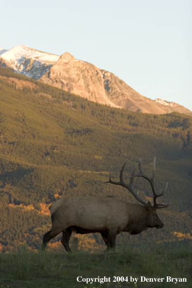 Rocky Mountain bull elk in habitat.