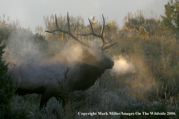 Elk in habitat.