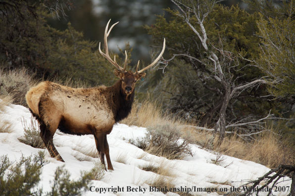 Rocky Mountian Non-Typical Bull Elk