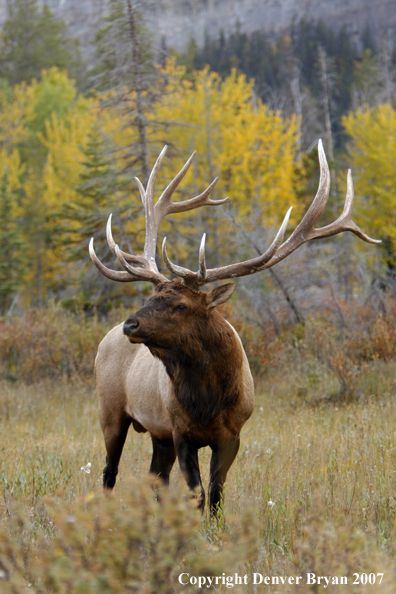 Rocky Mountain Elk 