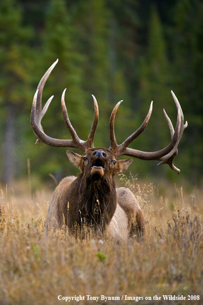 Rocky Mountain Elk in habitat