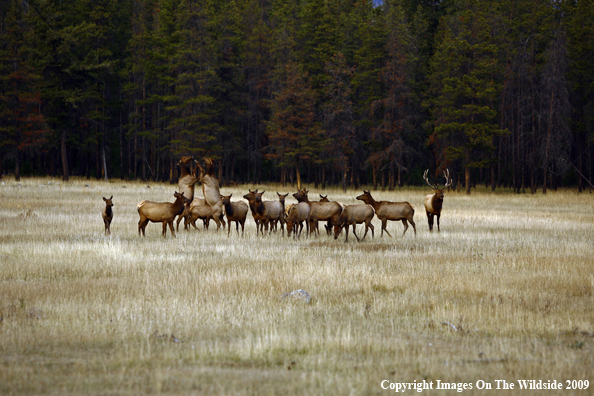 Cow Elk Fighting