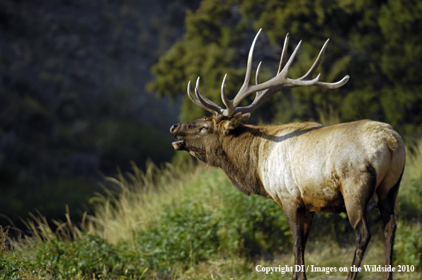 Large Rocky Mountain bull elk.