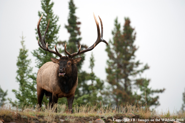 Rocky Mountain Bull Elk bugling. 