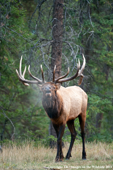 Bull elk bugling. 