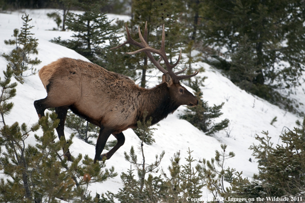 Rocky Mountain bull elk in habitat. 