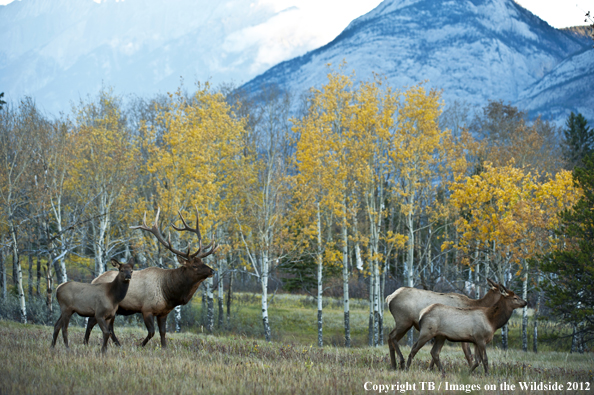 Bull elk with cows. 