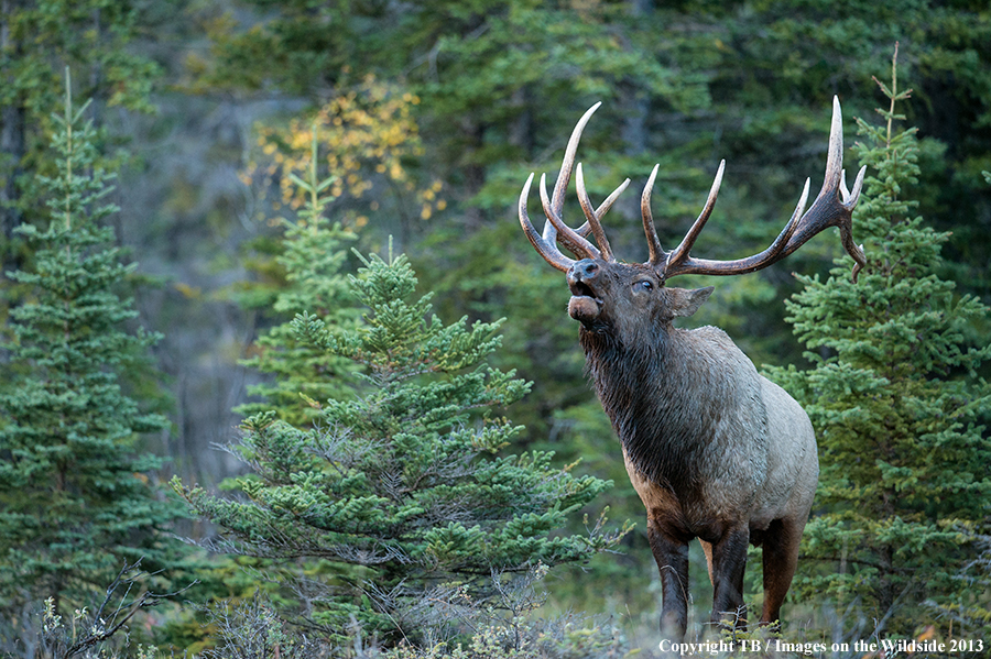 Bull elk bugling.