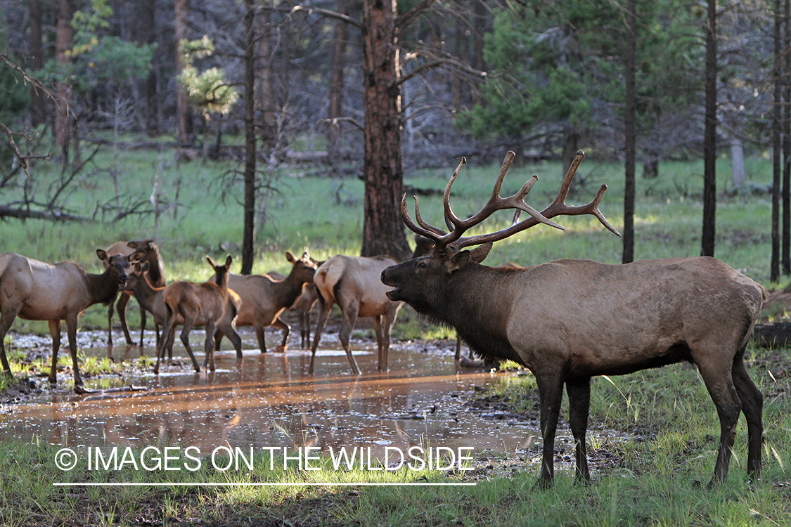 Rocky Mountain Elk herd in habitat. 