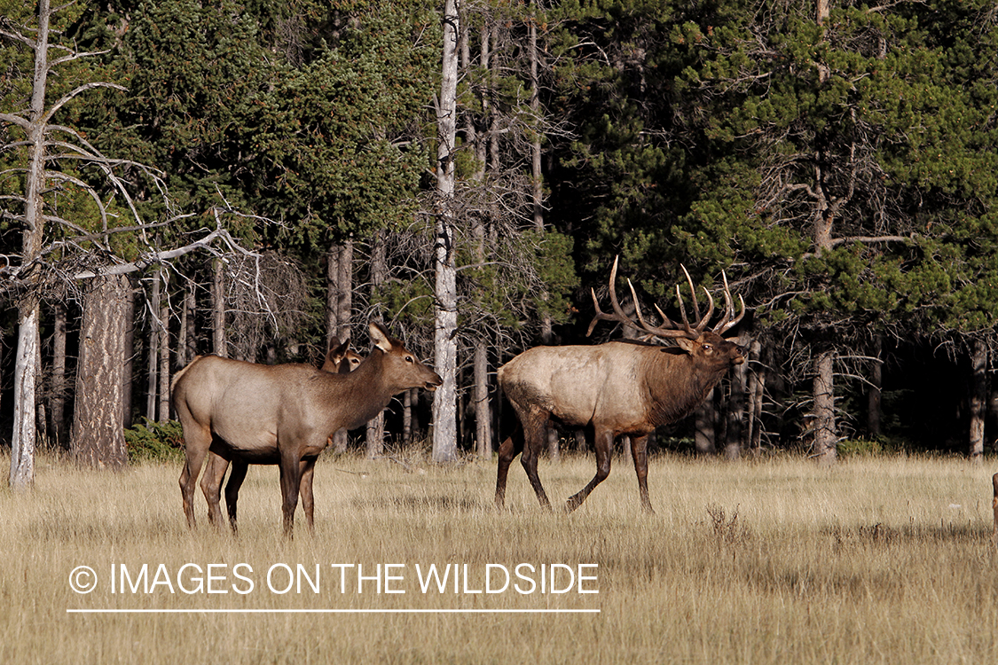 Rocky Mountain Bull Elk with harem of cows during the rut.