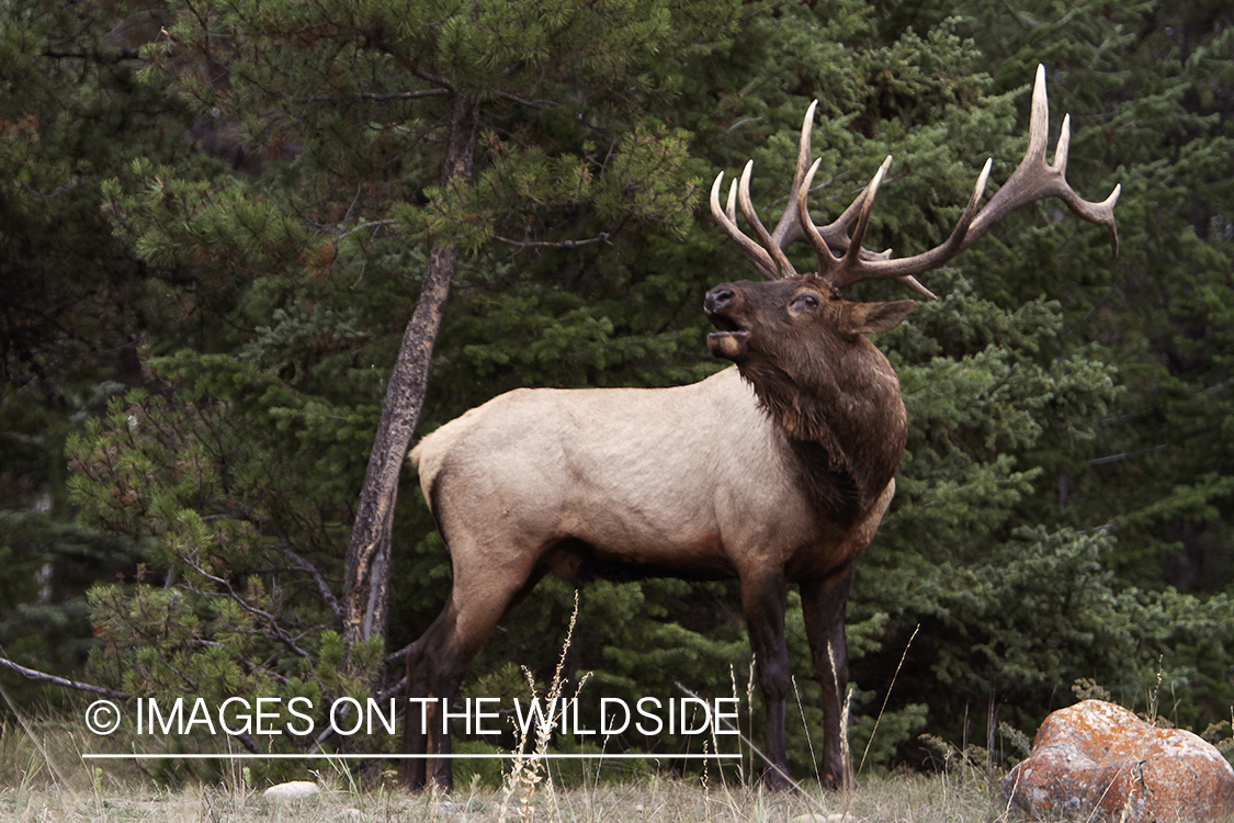 Rocky Mountain Bull Elk bugling in habitat.