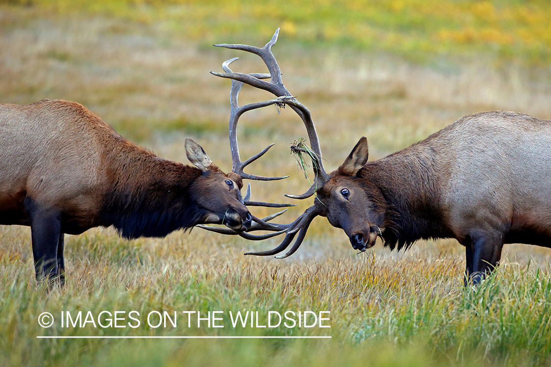 Bull elk sparring in field.