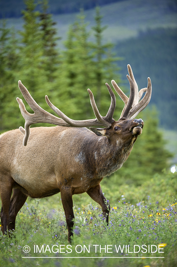 Elk in field.