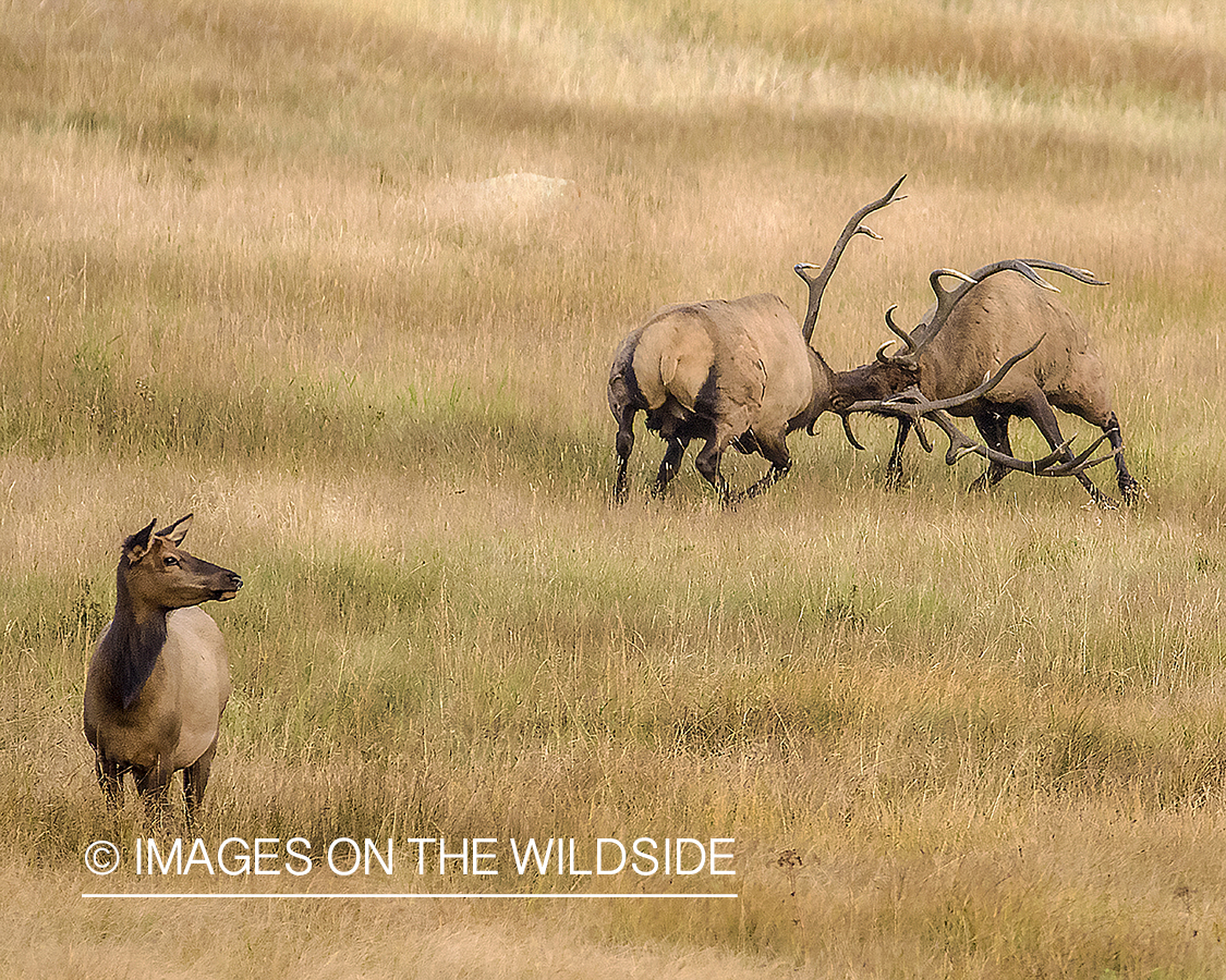 Bull elk fighting over cow.