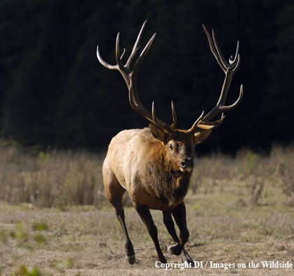 Roosevelt bull elk species.