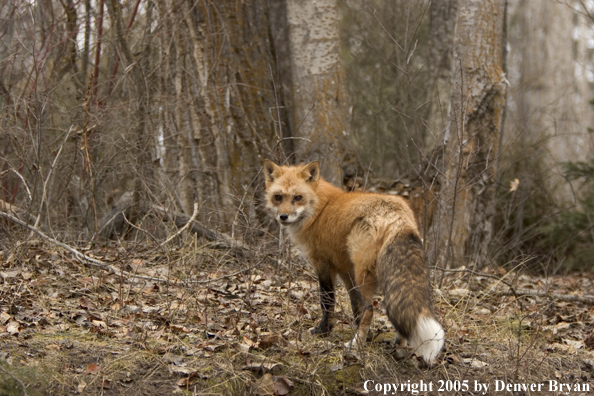 Red fox in habitat.