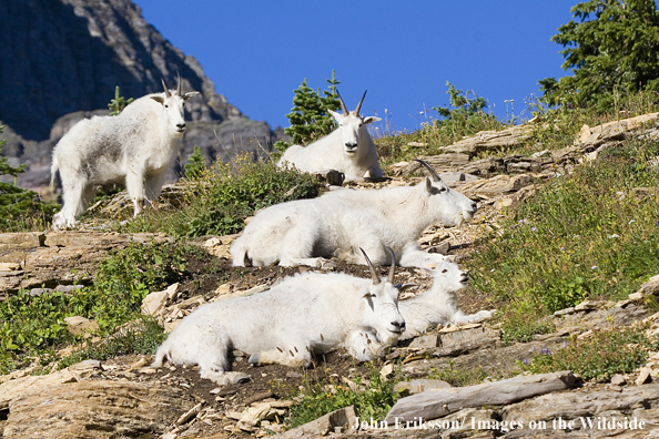 A herd of Rocky Mountain goats with young on hill side.