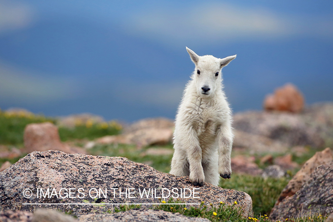 Rocky Mountain Goat Kid.