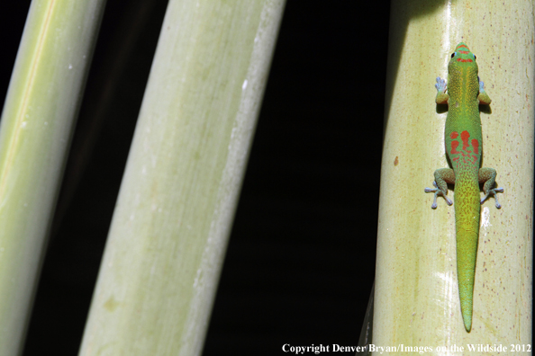 Gold dust day gecko on vegetation, Hawaii. 