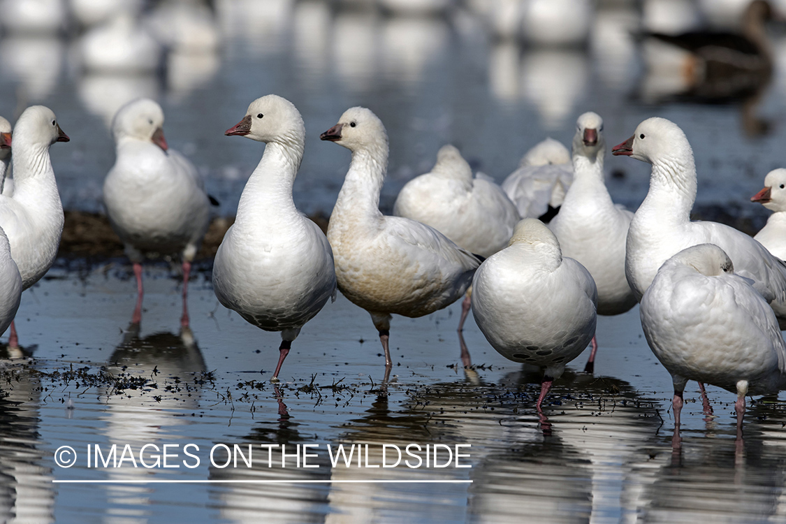 Ross's geese standing in water.