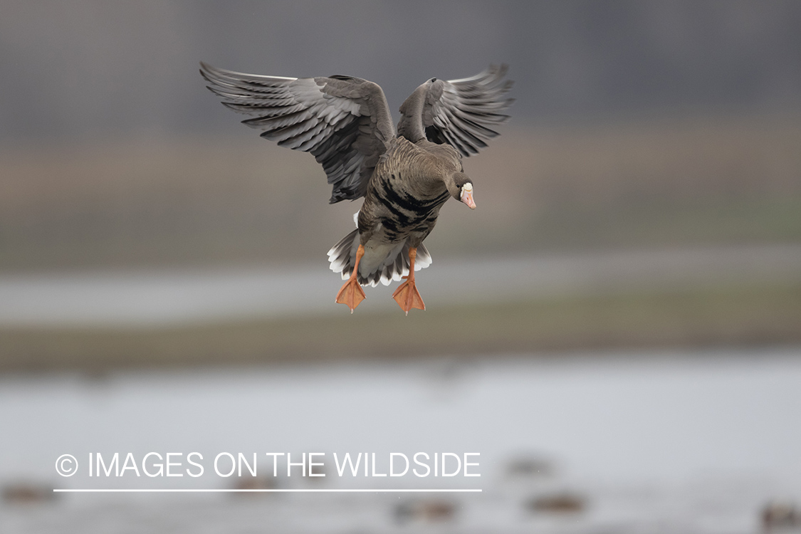 White-fronted goose in flight.