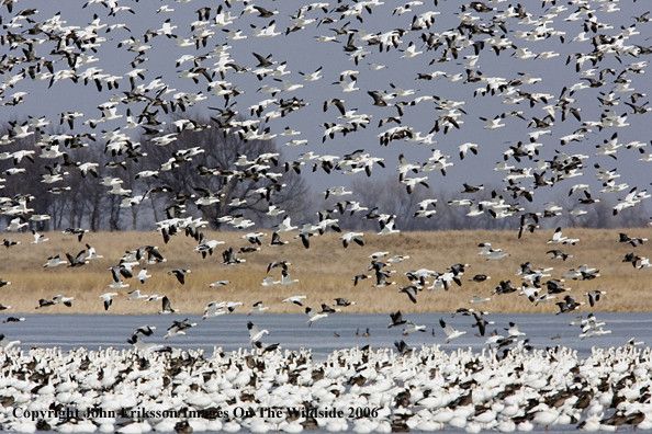 Snow geese in habitat.