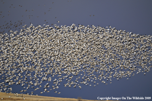 Snow Geese Flock