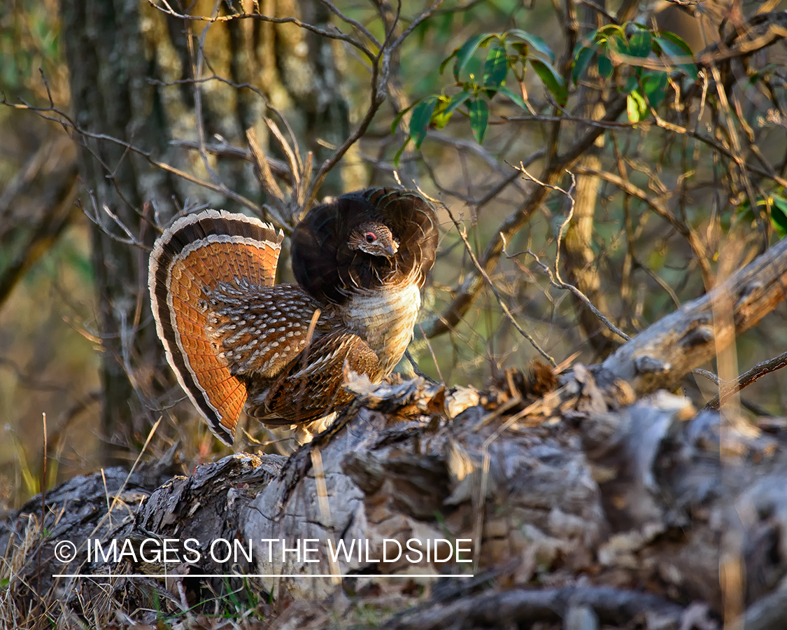 Ruffed Grouse.