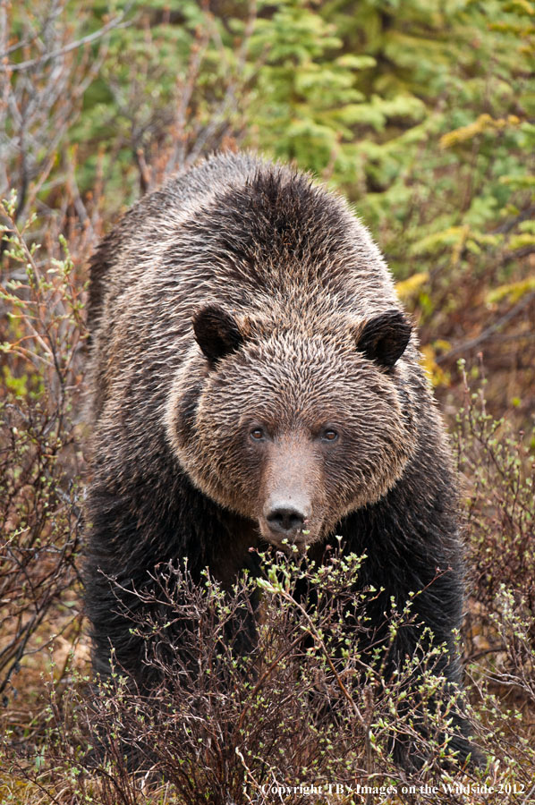 Grizzly Bear in habitat.