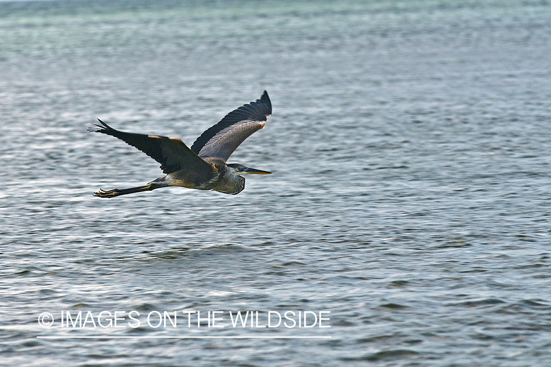 Great Blue Heron in flight. 