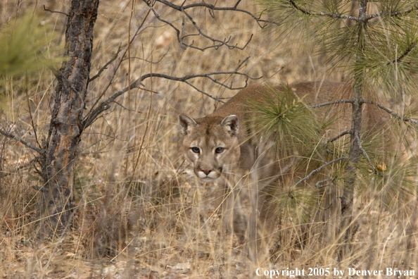 Mountain lion in habitat.