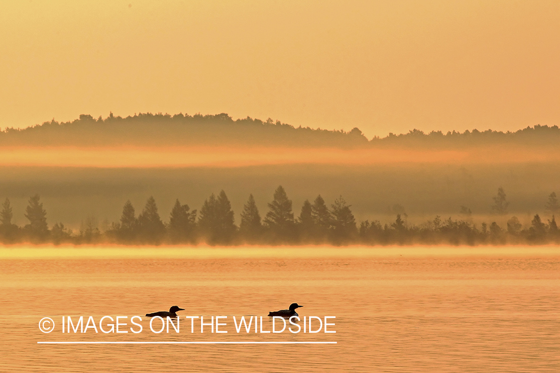 Common Loons at sunrise.