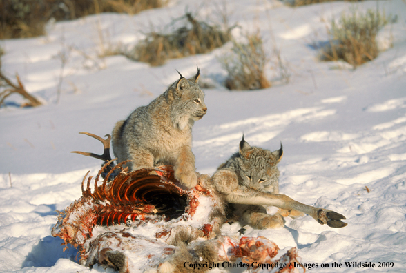 Lynx in habitat