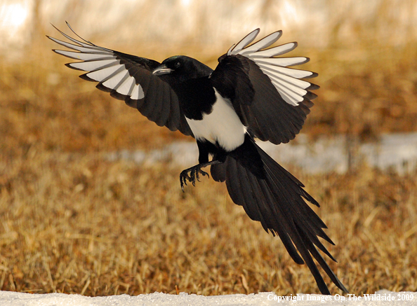 Magpie landing