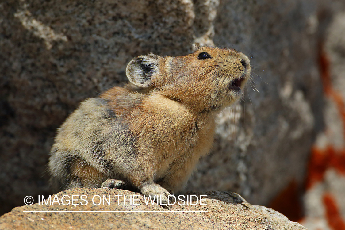 Pika in habitat.