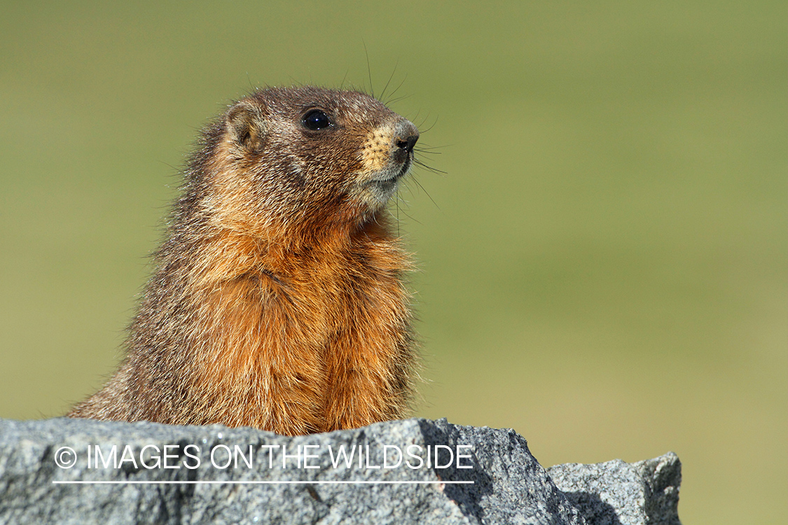 Yellow-bellied marmot in habitat.