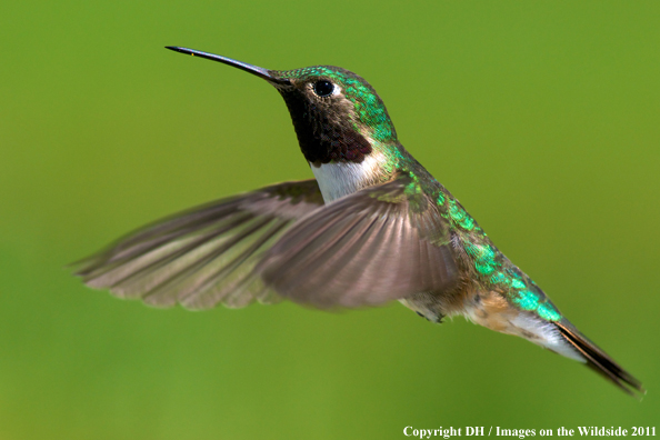 Broad-tailed hummingbird in habitat. 