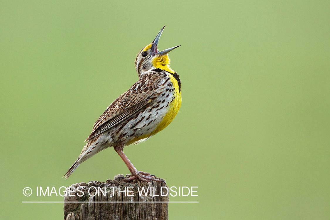 Western Meadowlark singing while perched on fence post. 