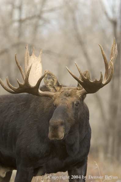 Shiras bull moose in Rocky Mountains.