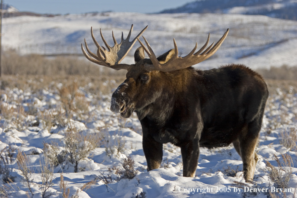 Shiras bull moose in habitat.