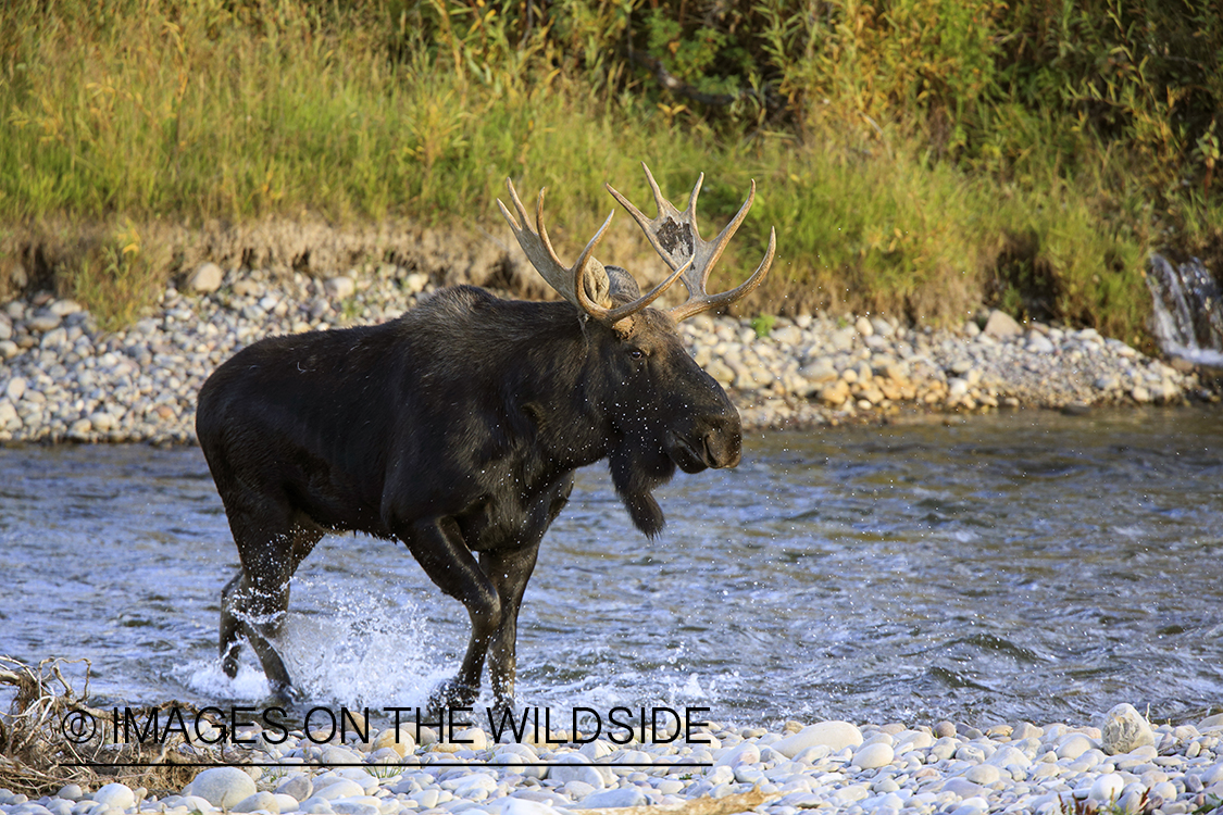 Shiras bull moose in habitat.