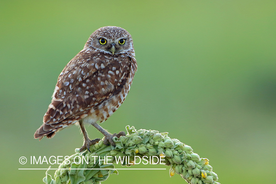 Burrowing Owl