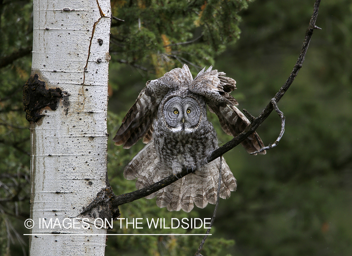 Great Gray Owl