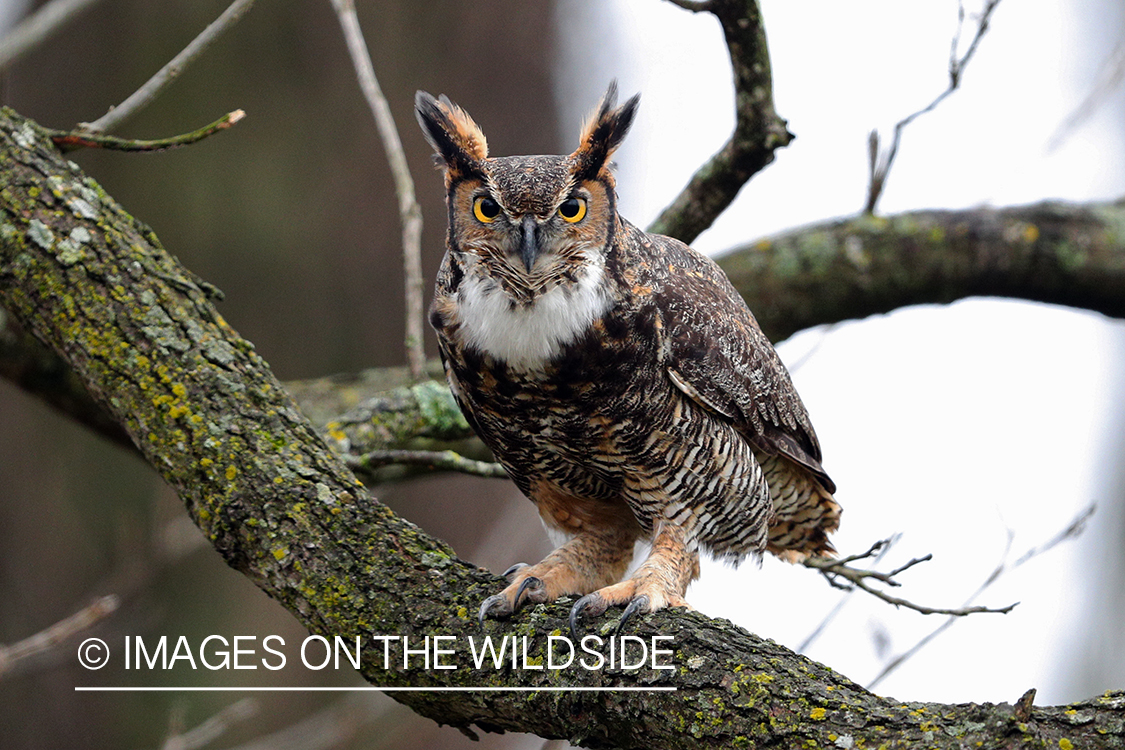 Great Horned Owl perched on tree.