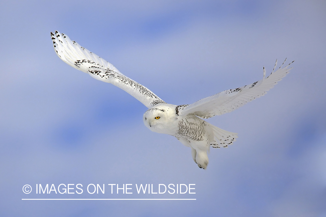 Snowy Owl in flight.