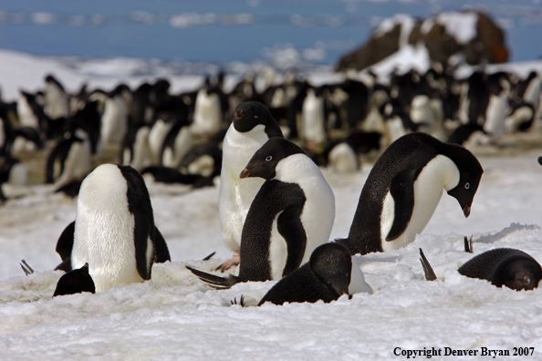 Adelie Penguin in habitat